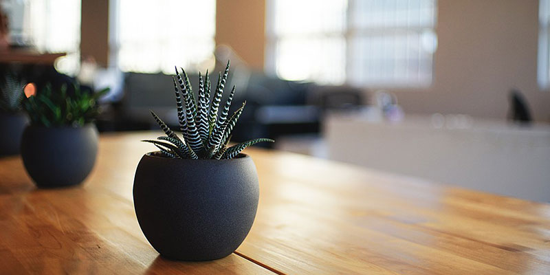 An indoor plant on a desk